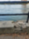 weed by the river close up.jpg