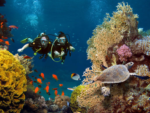 The Best Dive Sites in The British Virgin Islands