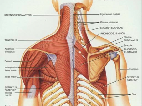 The Thoracic Spine, a key region to focus on to improve posture, shoulder/neck pain: