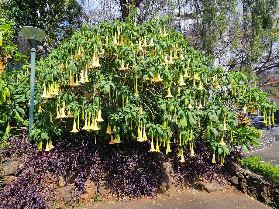 Parque Santa Catarina in Funchal, Madeira