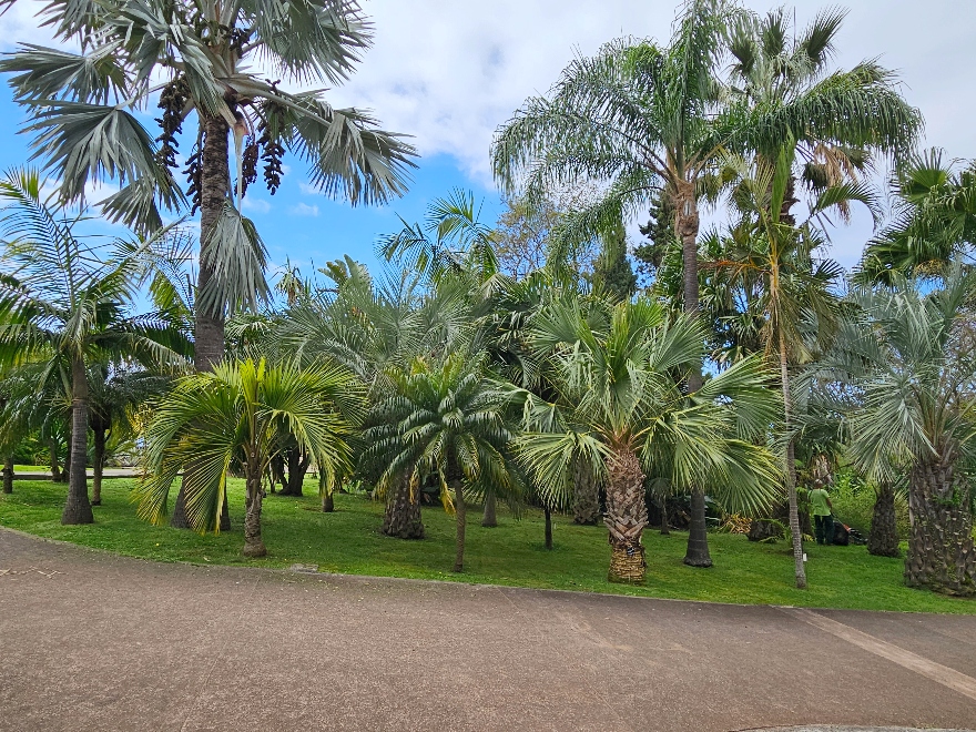 Madeira Botanical Gardens near Funchal.