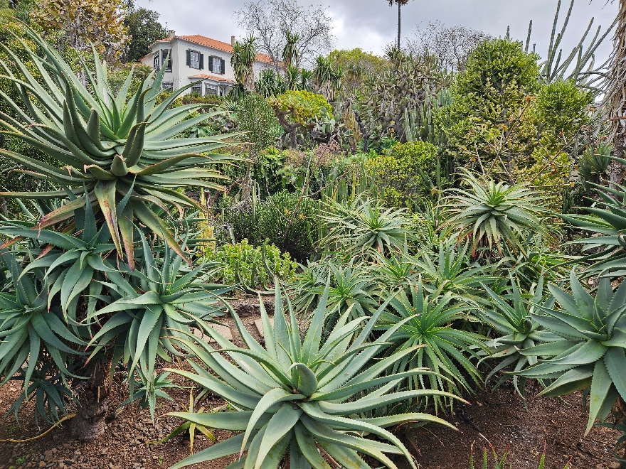 Madeira Botanical Gardens near Funchal.