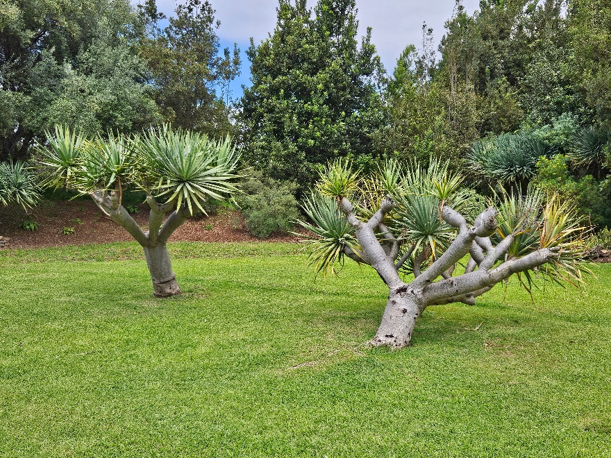 Madeira Botanical Gardens near Funchal.