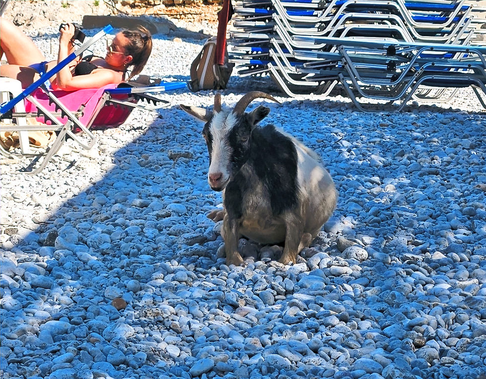 Goat on Marathounda Beach