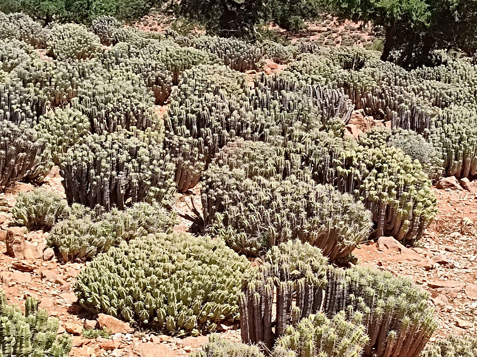 Cacti on the road from Tafraoute to Taroudant in Morocco.