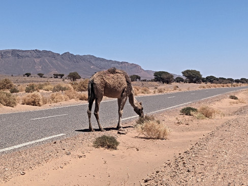 A camel on the road to Merzouga in southern Morocco.