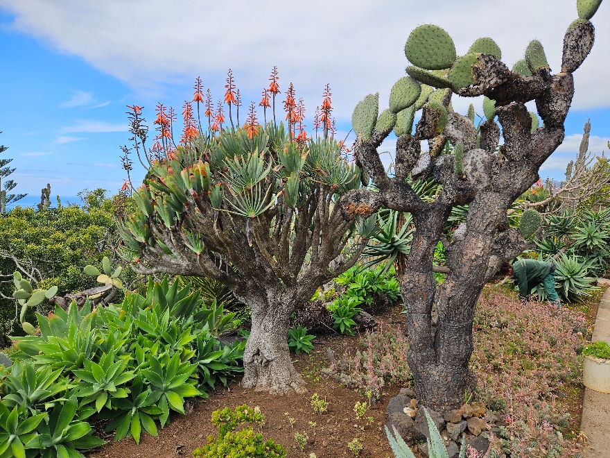 Madeira Botanical Gardens near Funchal.