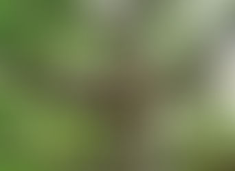 Απαγορεύεται η υλοτομία πλατάνου ως το 2032