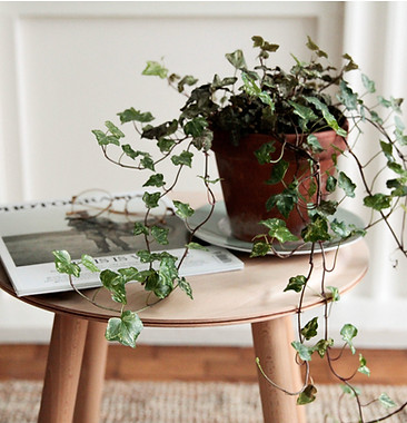 Plant On Table
