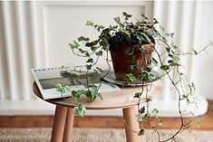 Round Wooden Table with indoor plant