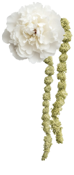 peony-aram.png