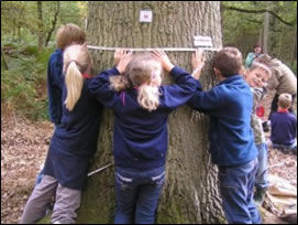 heritage tree measuring_tree.jpg