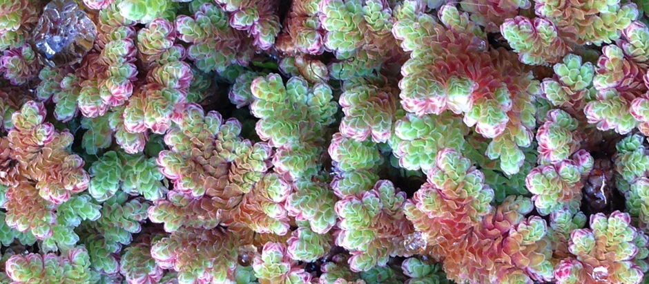 Curiosités végétales au jardin botanique de Grenade