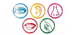 The Senses