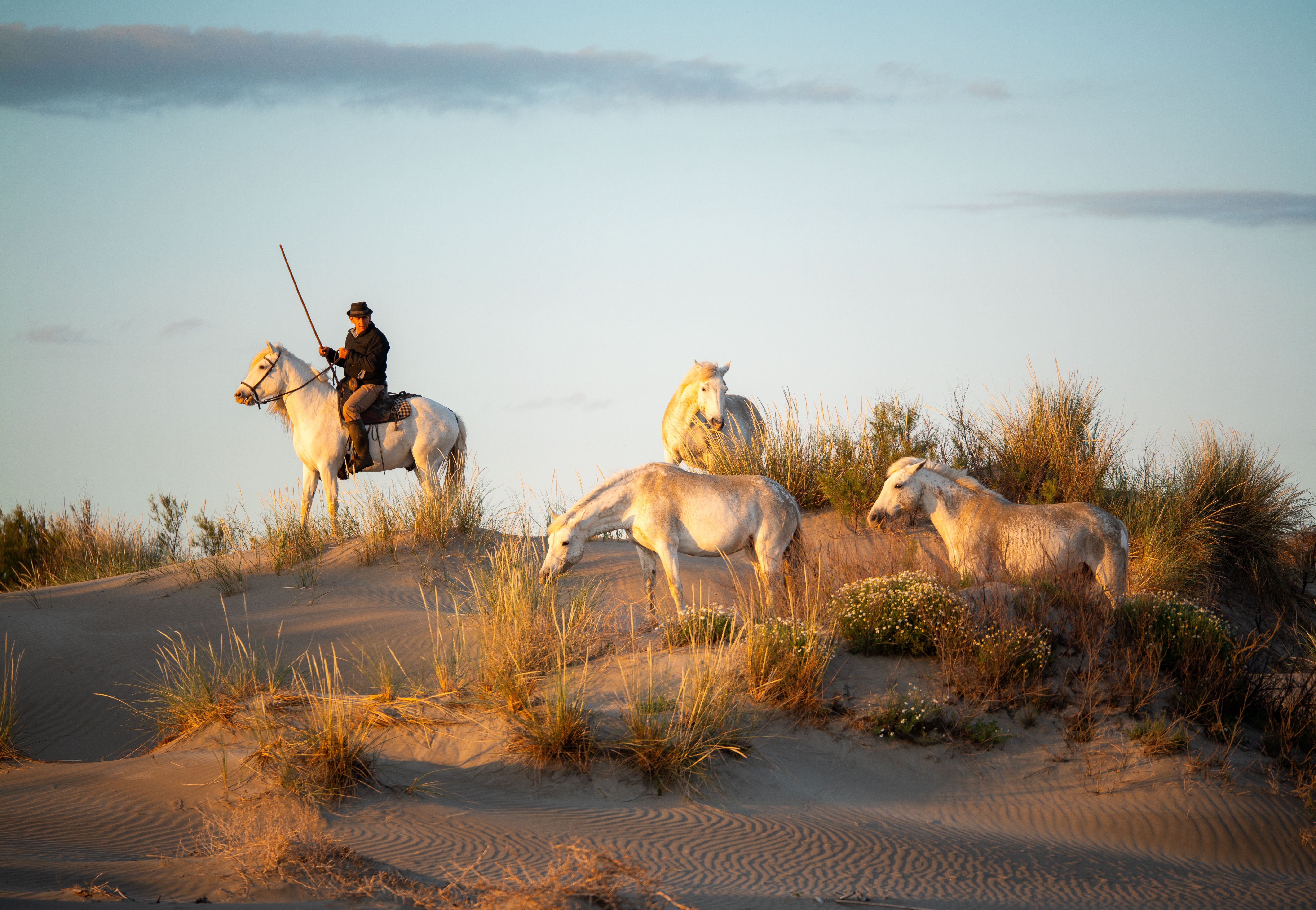 Chevaux de Camargue 13