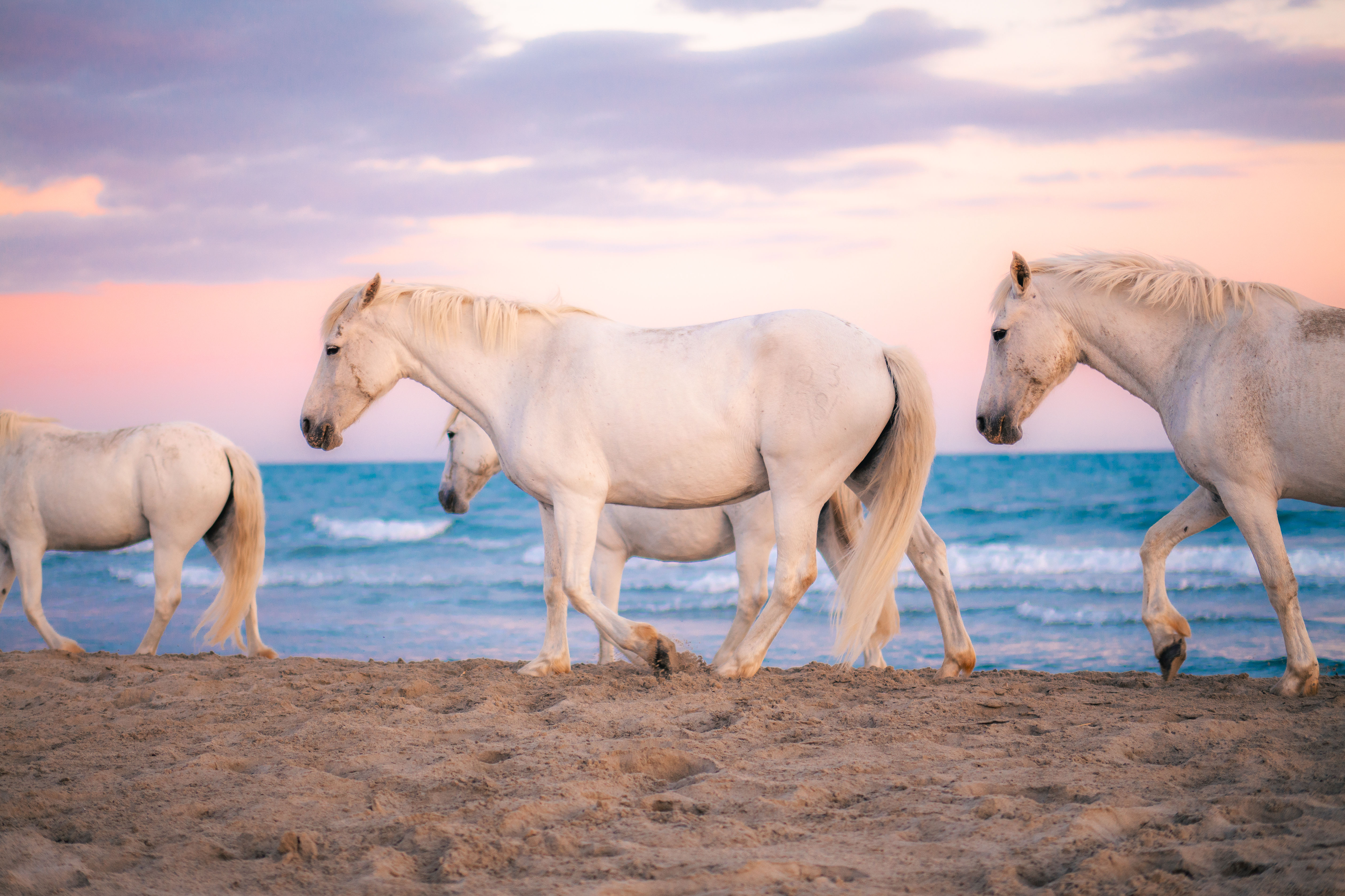 Chevaux de Camargue 2