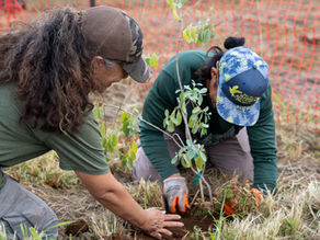 Pilina ʻĀina: Planting Workshop