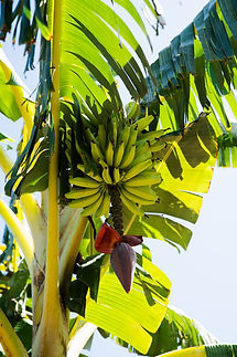 Mākena Plant Photoshoot-029.jpg