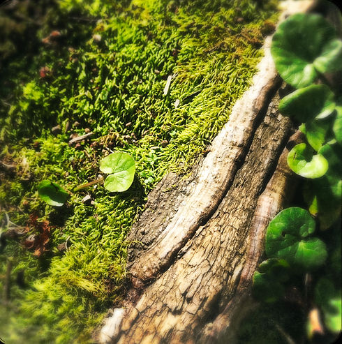 moss and bark connection_edited.jpg
