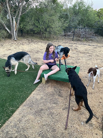 Austin Dog Trainer - GSD, GSP, Brittany Spaniel.jpg