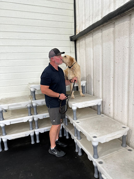 37_-_Golden_Retriever_Obstacle_Course_Training.jpg