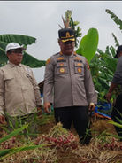 Panen Perdana Benih Bawang Merah Permata Galuh Tembus 16 Ton, Ciamis Siapkan Perluasan Lahan