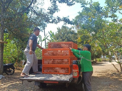 Jabar Dorong Swasembada Bibit Unggas, Peternak KBB Dapat Mesin Tetas dan 195 Ayam Petelur