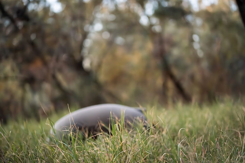 Omnia Healing Arts-300.jpg