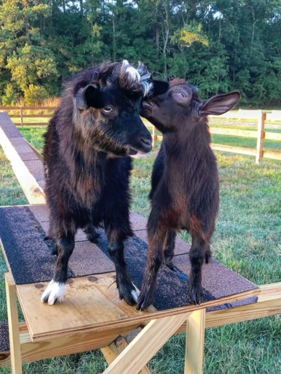 Willie and his goat friend at Sugar Water Farm