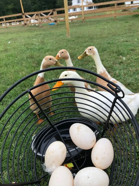Ducks and duck eggs at Sugar Water Manor