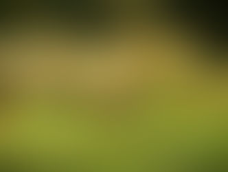 A Beginner’s Guide To Wildlife Shooting