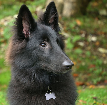 German Shepherd_edited.jpg