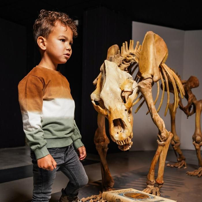 Kleiner Junge betrachtet interessiert großes Tier-Skelett in einer Museumsausstellung.