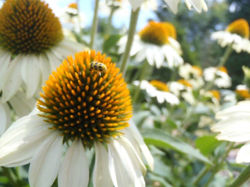 10407669_689265347795966_1435746242669004537_n