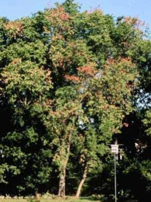 dutch-elm