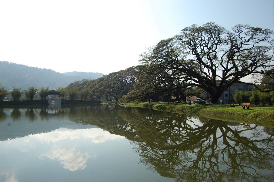 Majestic Reflections