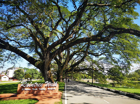 The Rain Trees of Taiping