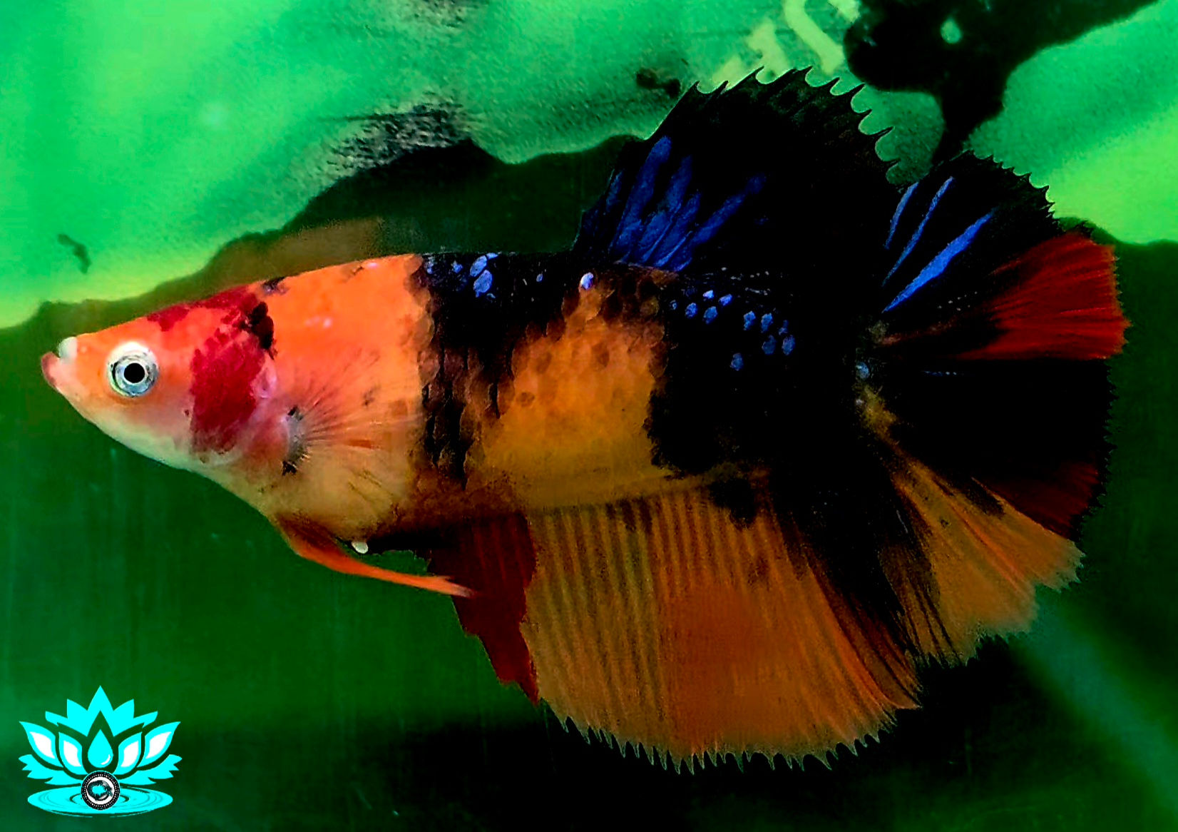 B5-16 - Female - Halfmoon - Orange Galaxy Koi