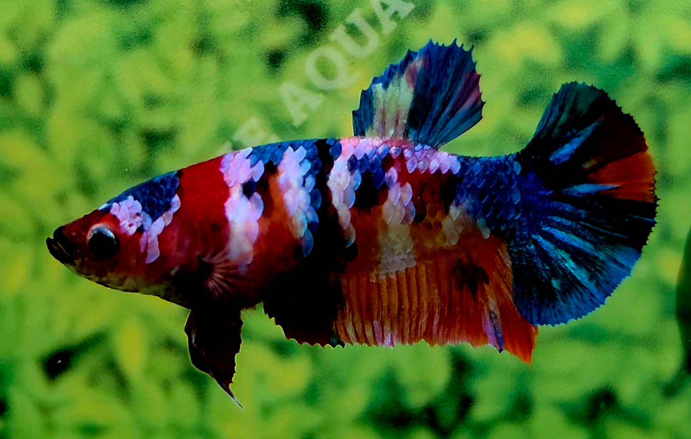 B4 - 05 - Female - Halfmoon Plakat (HMPK) - Galaxy Nemo Pink Multicolour 