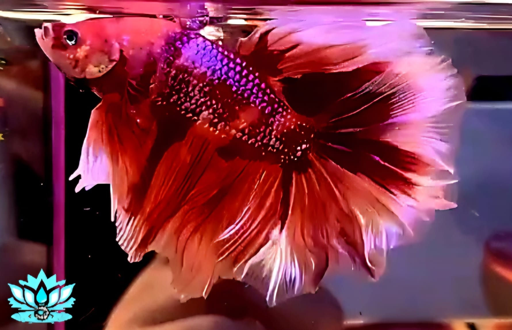 Giant 3 - Male - Halfmoon = Pink Candy Nemo