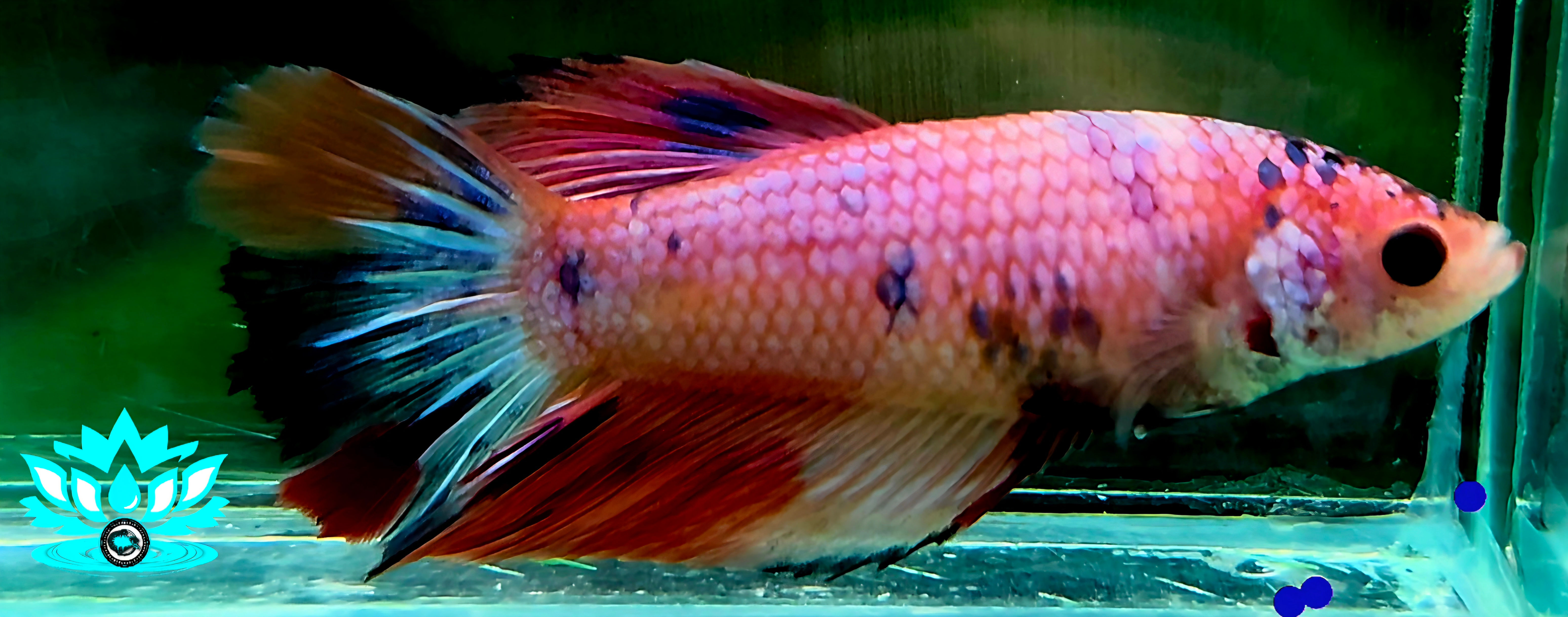 B8-24 - Female - Rosetail - Pink Nemo