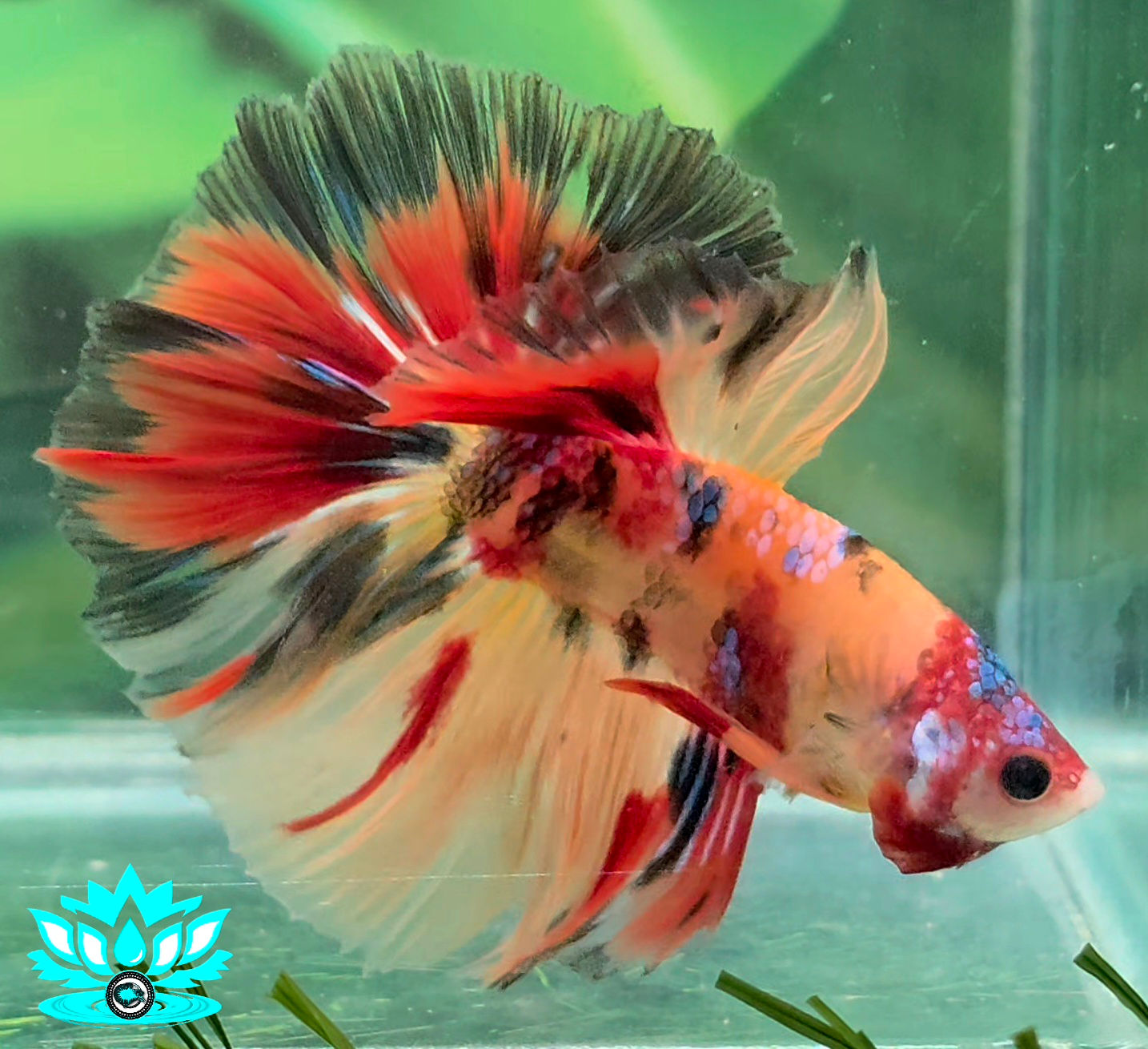 S8-10 - Male - Halfmoon - Nemo Firework Galaxy 