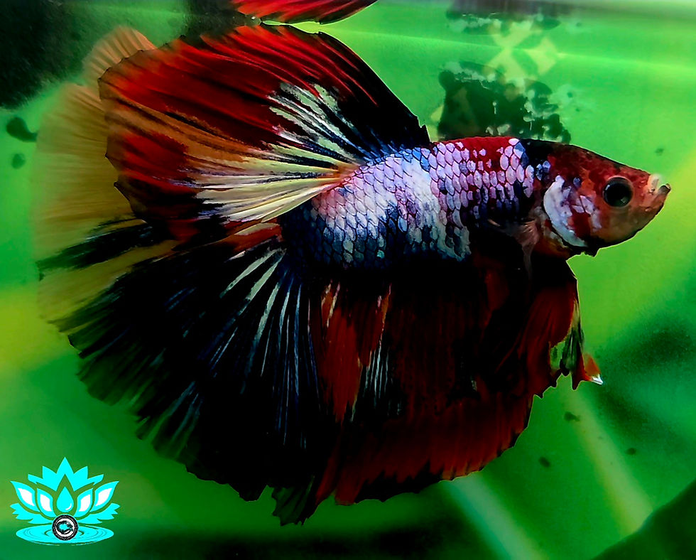 Thumbnail: S2-06  - Male - Halfmoon - Nemo Galaxy 