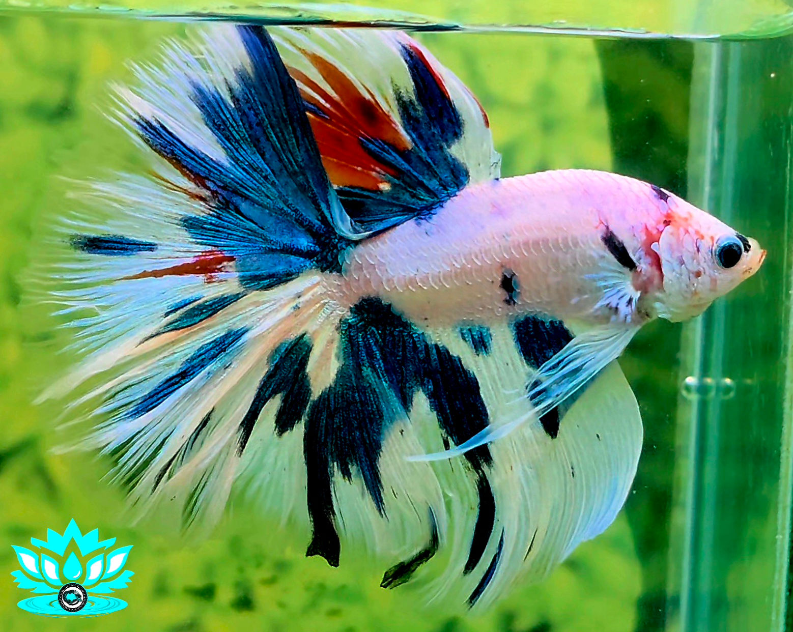 S7-04 - Male - Halfmoon - Fancy White Blue Red Cellophane 