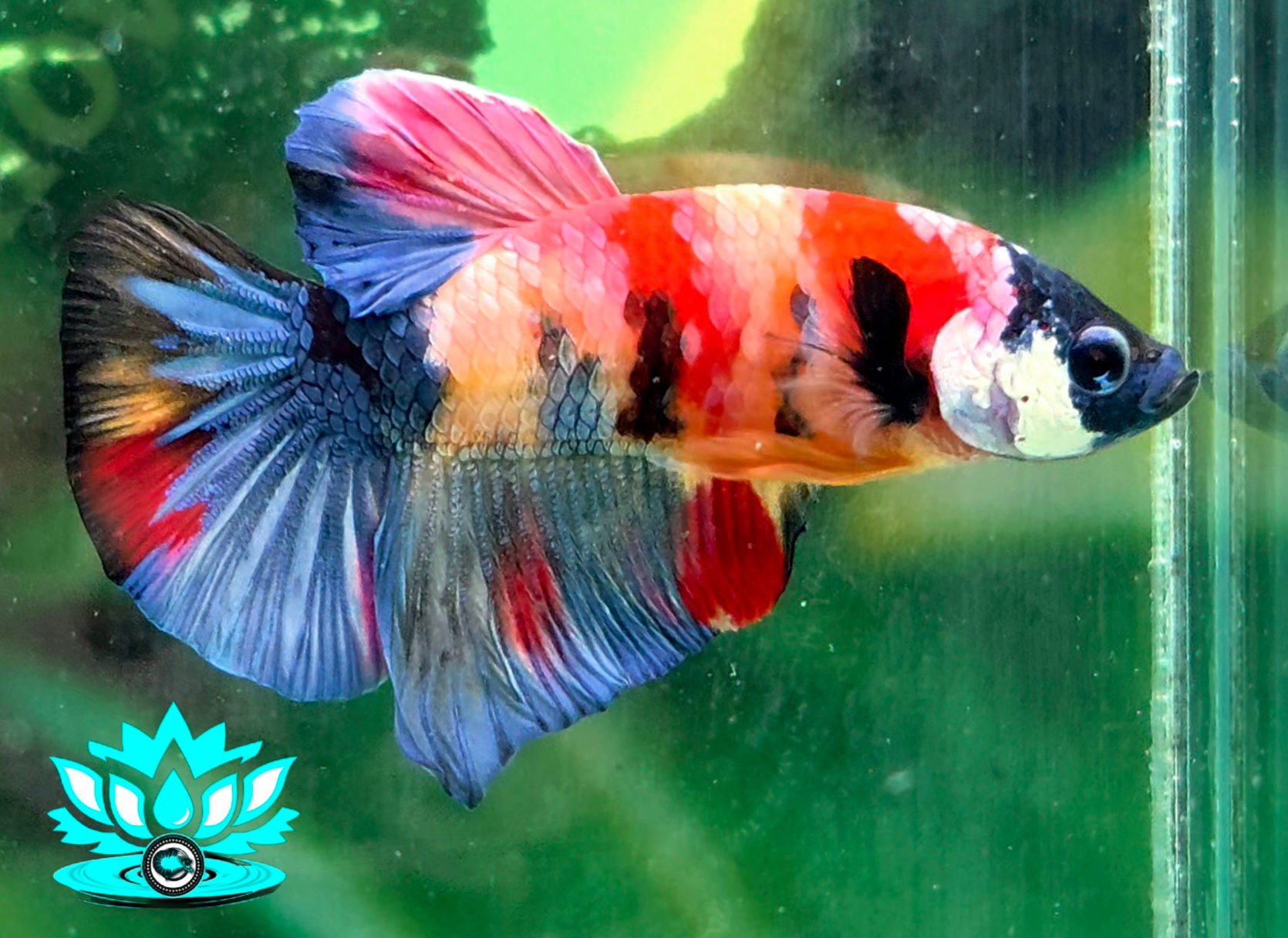 B5-21 - Male - HMPK - Fancy Candy Nemo Koi