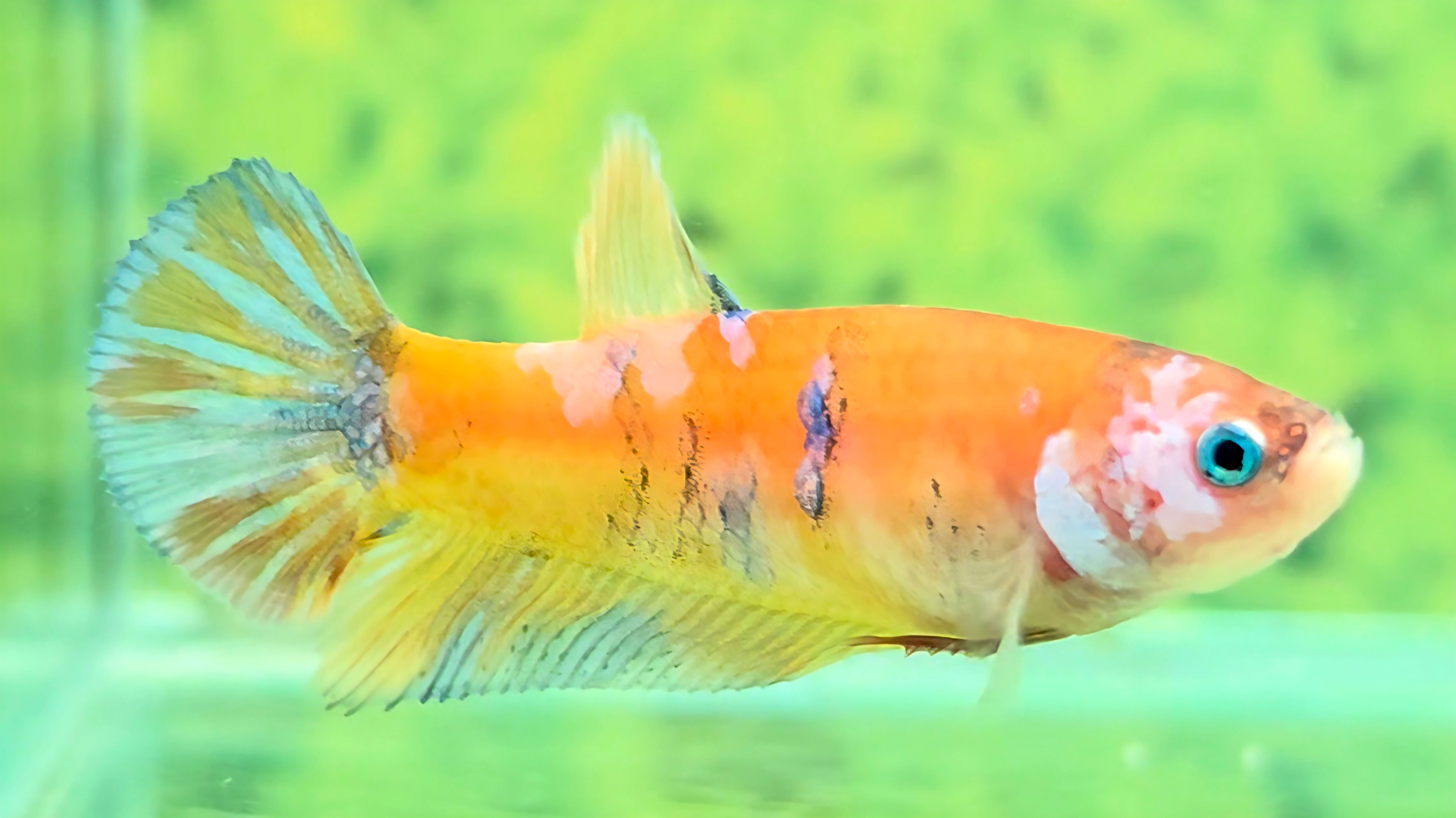 B4 - 11 - Female - Halfmoon Plakat (HMPK) - Orange Galaxy