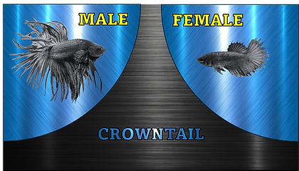 CROWNTAIL