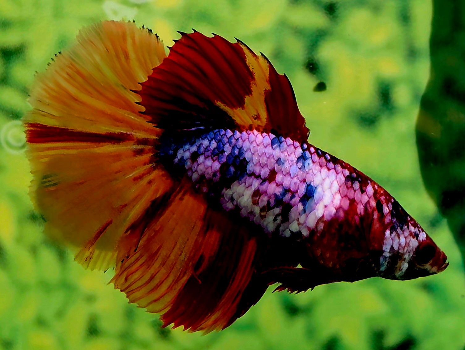 B2 - 03 - Female - Skyhawk - Pink Galaxy Nemo
