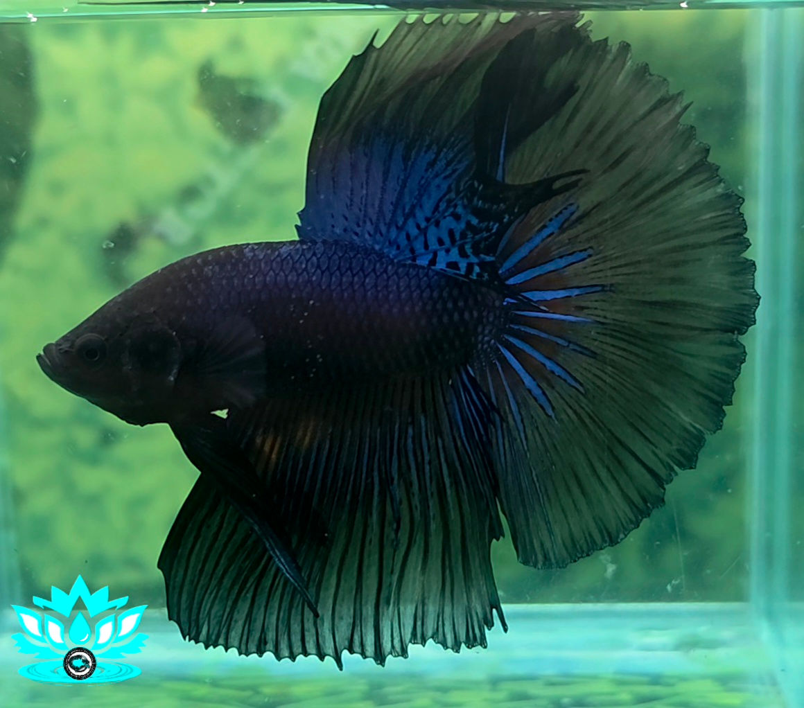 B1-03 - MALE - Halfmoon - Metallic Blue Orchid 