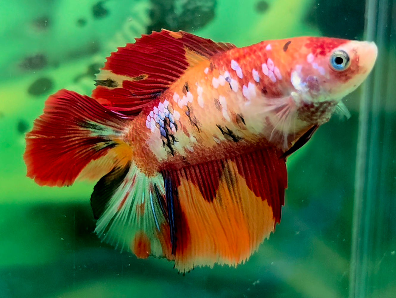 B3 - 25 - Female - Doubletail Halfmoon - Nemo  (Big Size)